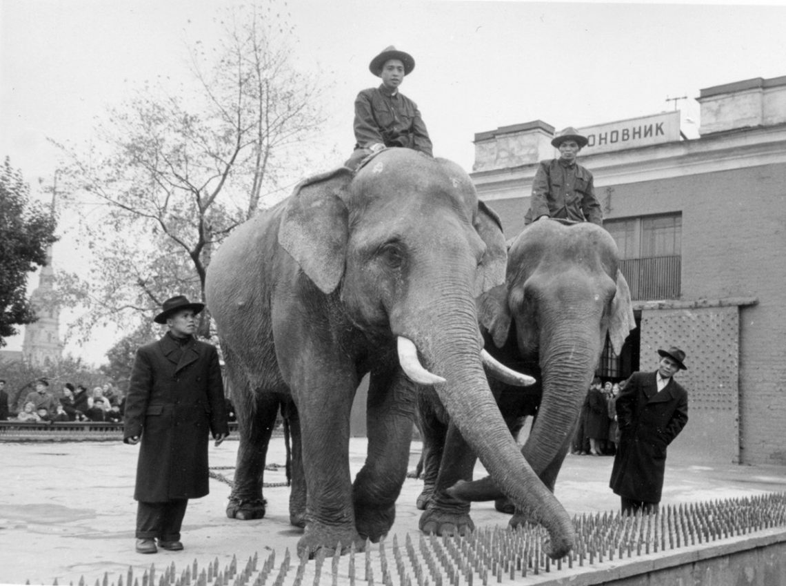 Слоновые дворы в Петербурге