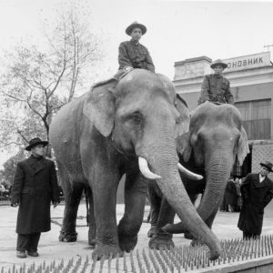 Слоновые дворы в Петербурге