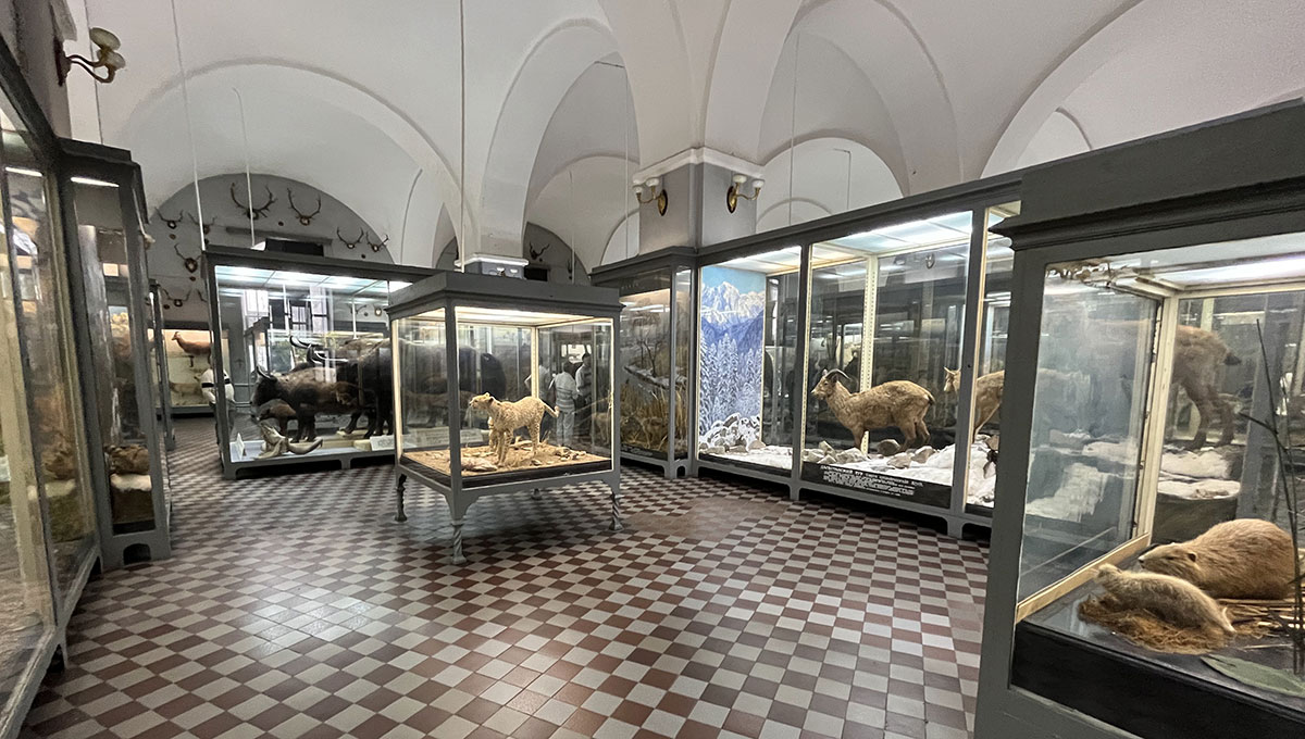 Экспонаты Зоологического музея в Санкт-Петербурге