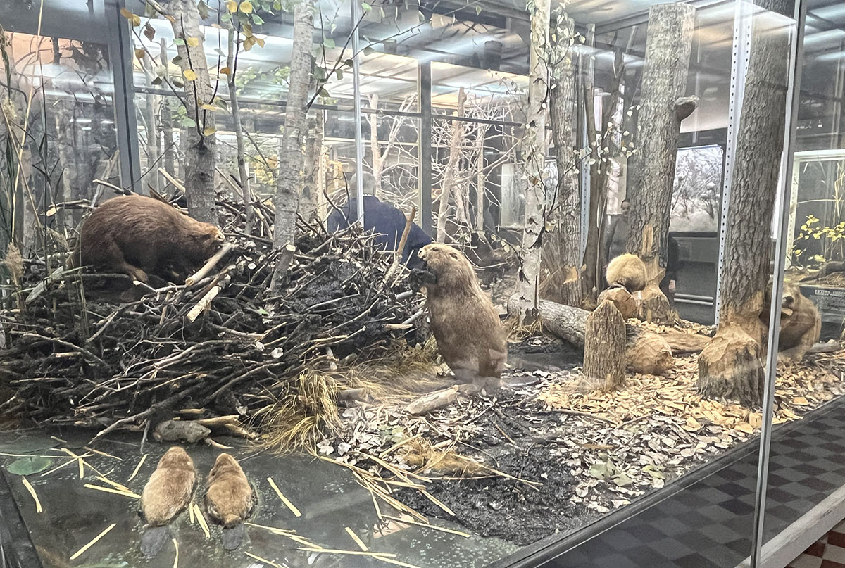 Экспонаты Зоологического музея в Санкт-Петербурге