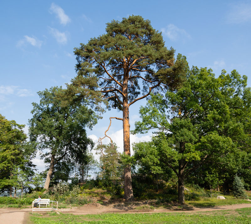 400-летняя сосна в парке Монрепо