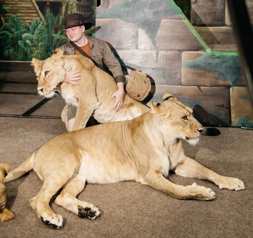 Шоу львиц в Карельском зоопарке